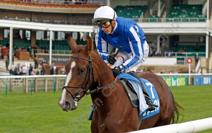 Star-Music-0001 
 STAR MUSIC (James Doyle)
Newmarket 13 Oct 2023 - Pic Steven Cargill / Racingfotos.com