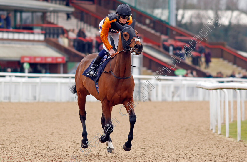 Intervention-0002 
 INTERVENTION (Daniel Muscutt)
Wolverhampton 9 Mar 2024 - Pic Steven Cargill / Racingfotos.com