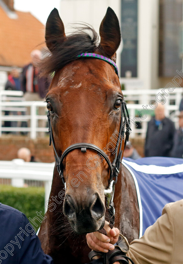 Prague-0010 
 PRAGUE winner of The Al Basti Equiworld Dubai Joel Stakes
Newmarket 27 Sep 2024 - Pic Steven Cargill / Racingfotos.com