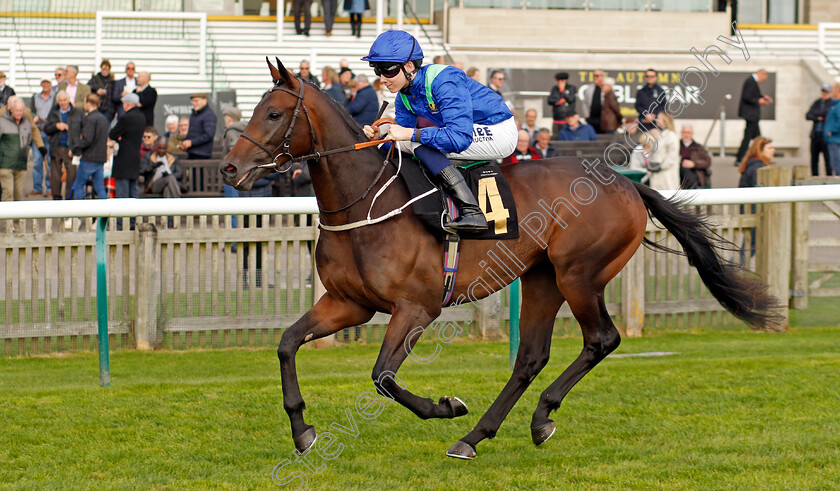 Mersea-Island-0001 
 MERSEA ISLAND (Billy Loughnane)
Newmarket 23 Oct 2024 - Pic Steven Cargill / Racingfotos.com