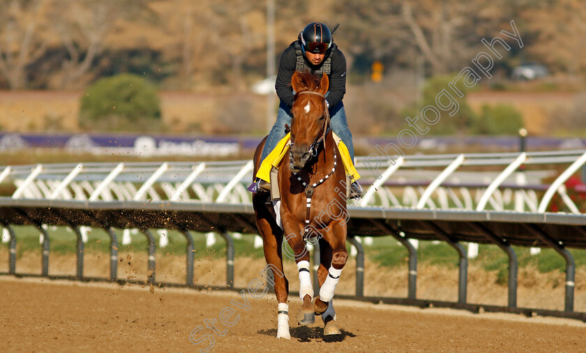 Mixto-0001 
 MIXTO training for the Breeders' Cup Classic
Del Mar USA 31 Oct 2024 - Pic Steven Cargill / Racingfotos.com