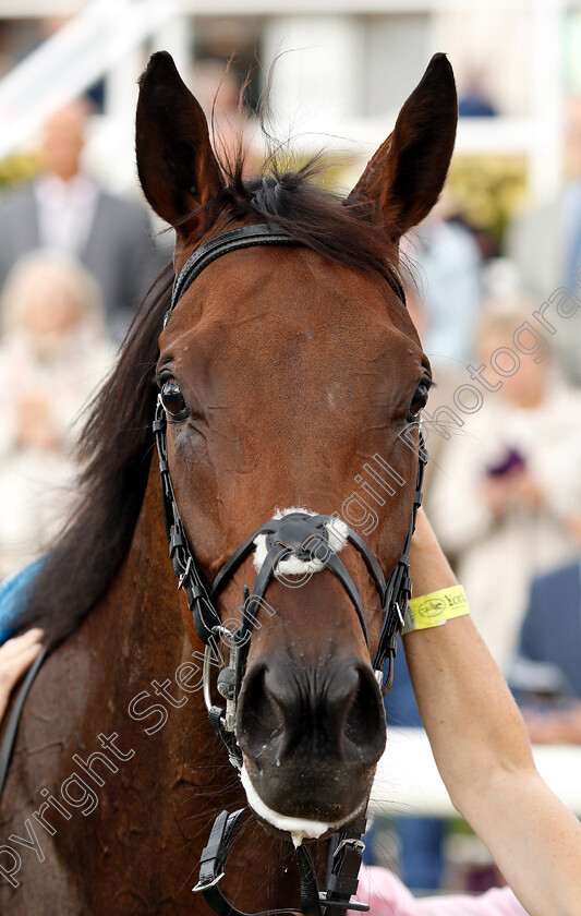 Lah-Ti-Dar-0011 
 LAH TI DAR after The British EBF & Sir Henry Cecil Galtres Stakes
York 23 Aug 2018 - Pic Steven Cargill / Racingfotos.com