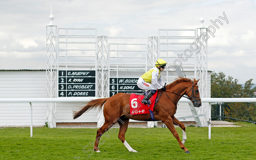 Majestic-Fighter-0001 
 MAJESTIC FIGHTER (Hollie Doyle) 
Goodwood 29 Aug 2021 - Pic Steven Cargill / Racingfotos.com