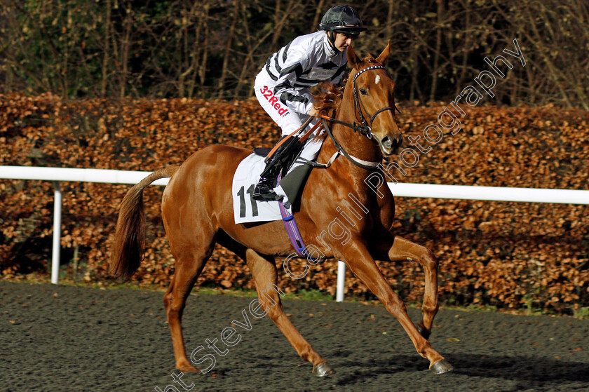 Woggle-0001 
 WOGGLE (Josephine Gordon) Kempton 20 Dec 2017 - Pic Steven Cargill / Racingfotos.com