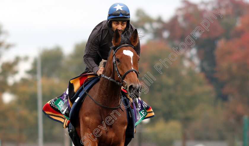 Enable-0010 
 ENABLE exercising ahead of the Breeders' Cup Turf
Churchill Downs 30 Oct 2018 - Pic Steven Cargill / Racingfotos.com