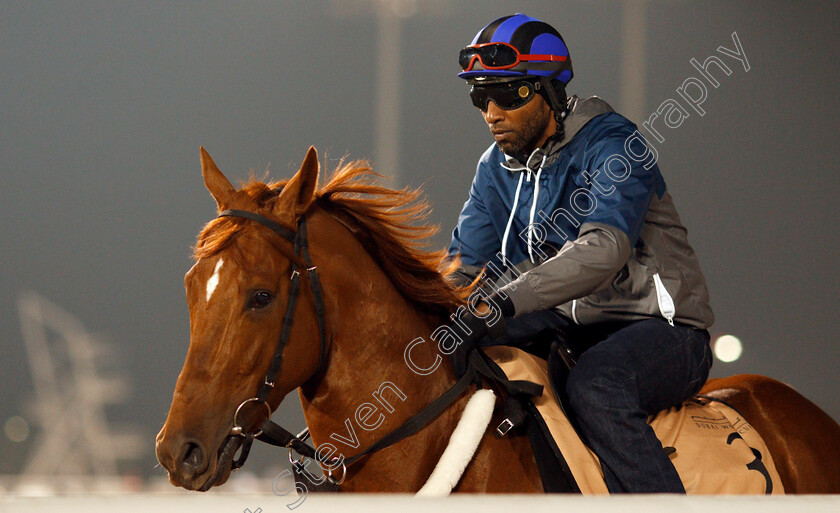 Mind-Your-Biscuits-0001 
 MIND YOUR BISCUITS exercising in preparation for The Dubai Golden Shaheen Meydan 28 Mar 2018 - Pic Steven Cargill / Racingfotos.com