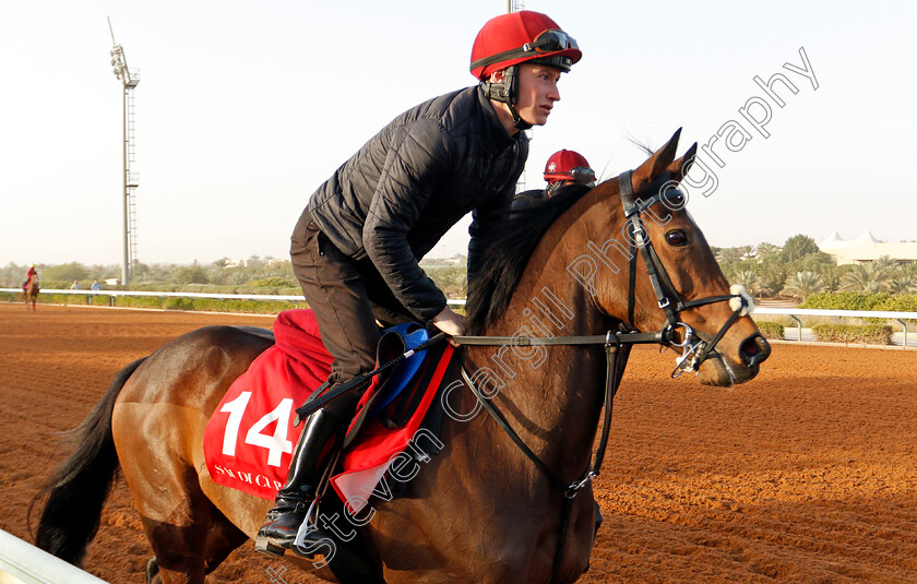 Twilight-Payment-0001 
 TWILIGHT PAYMENT preparing for the Turf Handicap
Riyadh Racetrack, Kingdom Of Saudi Arabia, 27 Feb 2020 - Pic Steven Cargill / Racingfotos.com