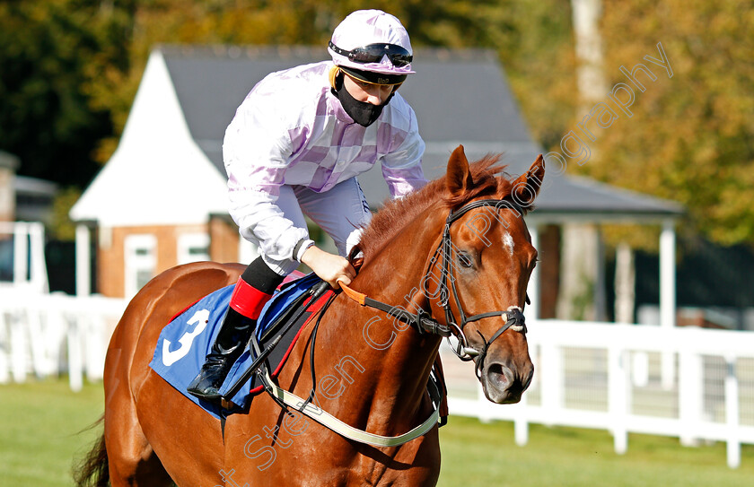 Colden s-Passion-0001 
 COLDEN'S PASSION (Cieren Fallon)
Salisbury 1 Oct 2020 - Pic Steven Cargill / Racingfotos.com