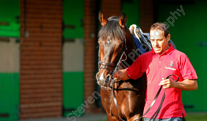 Young-Rascal-0001 
 YOUNG RASCAL before exercising at Epsom Racecourse in preparation for The Investec Derby, 22 May 2018 - Pic Steven Cargill / Racingfotos.com