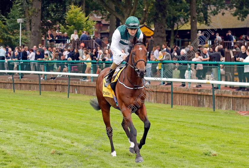 Givemethebeatboys-0001 
 GIVEMETHEBEATBOYS (Shane Foley)
Haydock 7 Sep 2024 - Pic Steven Cargill / Racingfotos.com