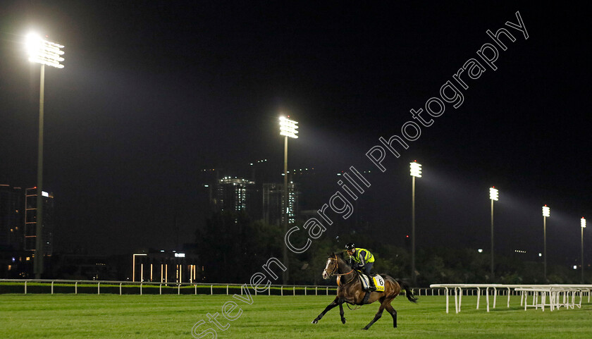 Danon-Beluga-0002 
 DANON BELUGA training for The Dubai Turf
Meydan Dubai 27 Mar 2024 - Pic Steven Cargill / Racingfotos.com