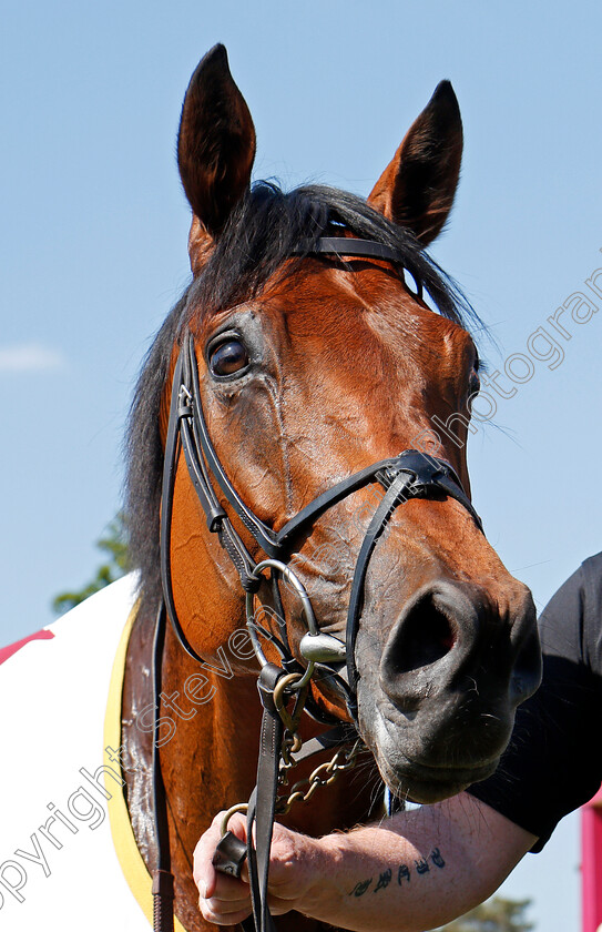 Rhododendron-0014 
 RHODODENDRON after The Al Shaqab Lockinge Stakes Newbury 19 May 2018 - Pic Steven Cargill / Racingfotos.com