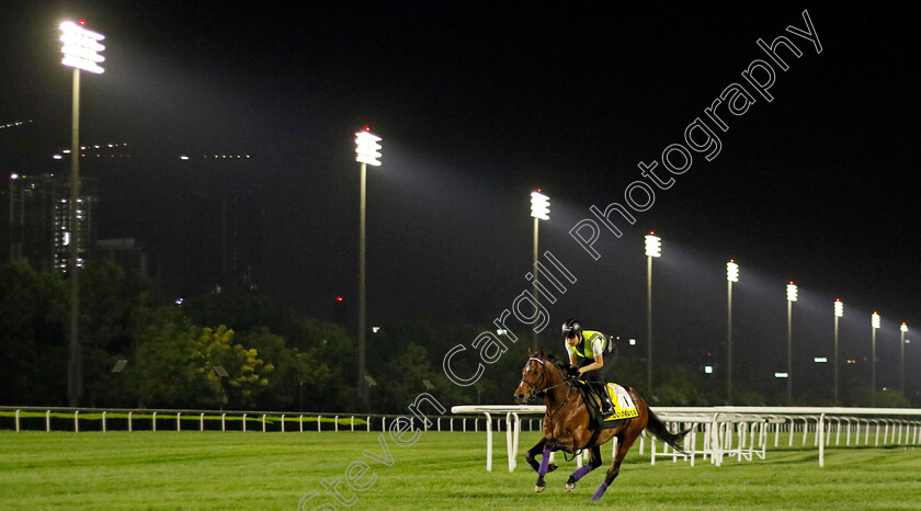 Do-Deuce-0002 
 DO DEUCE training for The Dubai Turf
Meydan Dubai 27 Mar 2024 - Pic Steven Cargill / Racingfotos.com