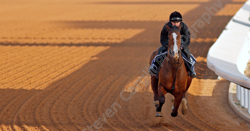 Rohaan-0002 
 ROHAAN training for The Turf Sprint
King Abdulaziz Racetrack, Riyadh, Saudi Arabia 23 Feb 2022 - Pic Steven Cargill / Racingfotos.com