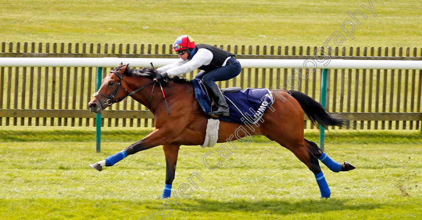 Cracksman-0002 
 CRACKSMAN (Frankie Dettori) gallops at Newmarket 17 Apr 2018 - Pic Steven Cargill / Racingfotos.com