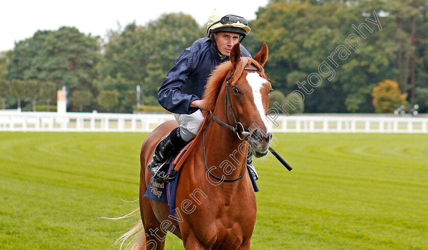 Crystal-Pegasus-0001 
 CRYSTAL PEGASUS (Ryan Moore)
Ascot 6 Sep 2019 - Pic Steven Cargill / Racingfotos.com