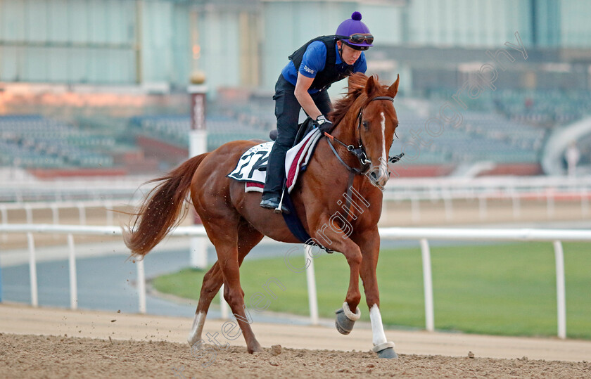 Zoulu-Chief-0001 
 ZOULU CHIEF training at the Dubai Racing Carnival
Meydan 1 Feb 2024 - Pic Steven Cargill / Racingfotos.com