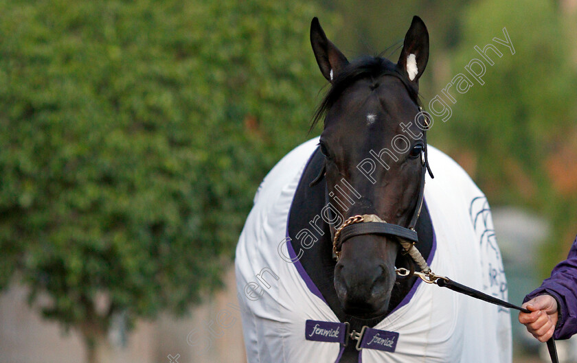 Midnight-Bisou-0001 
 MIDNIGHT BISOU training for the Breeders' Cup Distaff
Santa Anita USA 30 Oct 2019 - Pic Steven Cargill / Racingfotos.com