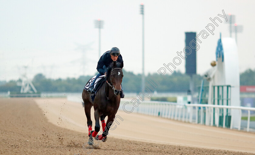 Shamrock-Glitter-0003 
 SHAMROCK GLITTER training at the Dubai Racing Carnival
Meydan 1 Feb 2024 - Pic Steven Cargill / Racingfotos.com