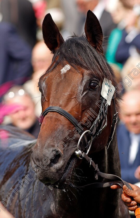 Royal-Patronage-0011 
 ROYAL PATRONAGE after The Tattersalls Acomb Stakes
York 18 Aug 2021 - Pic Steven Cargill / Racingfotos.com