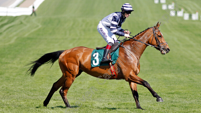 Angels-Antics-0001 
 ANGELS ANTICS (Sam Twiston-Davies) Cheltenham 19 Apr 2018 - Pic Steven Cargill / Racingfotos.com