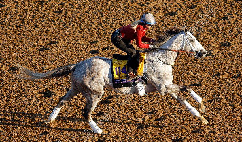 Tapit-Trice-0001 
 TAPIT TRICE training for the Breeders' Cup Classic
Del Mar USA 30 Oct 2024 - Pic Steven Cargill / Racingfotos.com