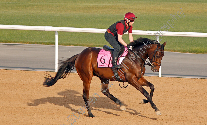 Seahenge-0002 
 SEAHENGE exercising in preparation for The UAE Derby at Meydan 29 Mar 2018 - Pic Steven Cargill / Racingfotos.com