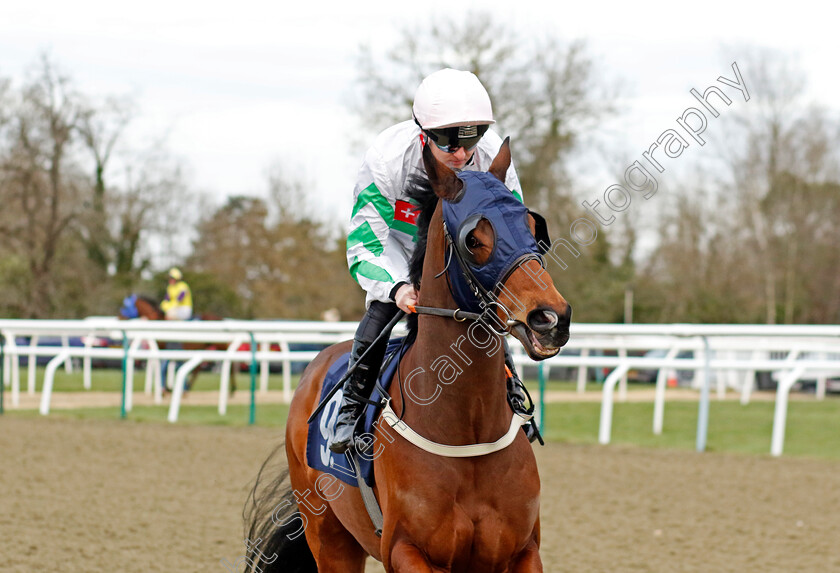 Zarzyni-0001 
 ZARZYNI (Adam Farragher)
Lingfield 20 Jan 2024 - Pic Steven Cargill / Racingfotos.com