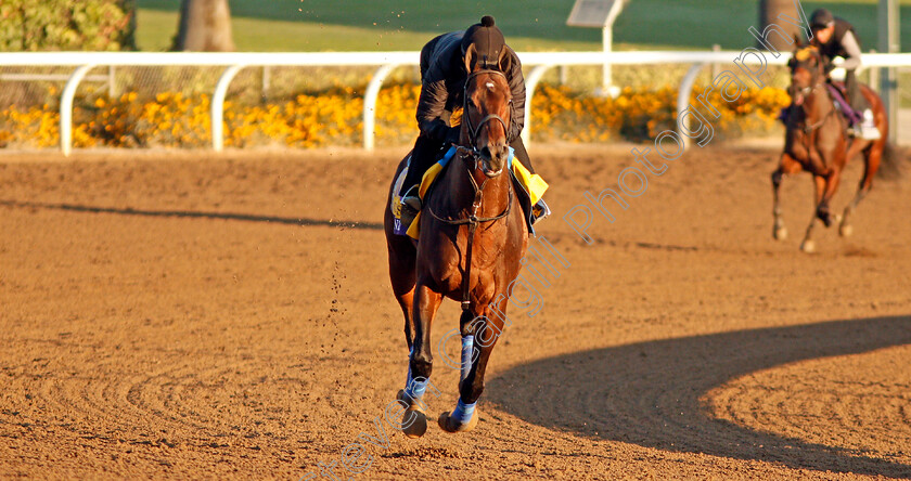 Mckinzie-0003 
 MCKINZIE training for The Breeders' Cup Classic
Santa Anita USA 31 Oct 2019 - Pic Steven Cargill / Racingfotos.com