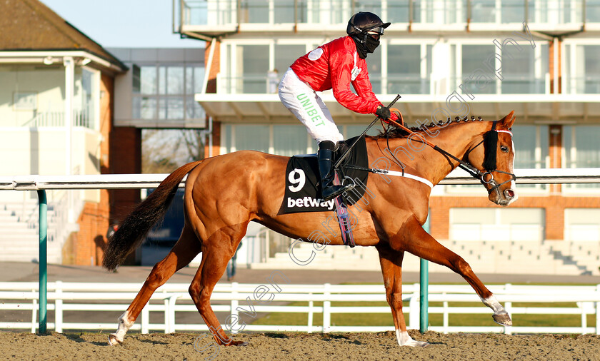 Time-To-Study-0001 
 TIME TO STUDY (Jamie Spencer)
Lingfield 2 Feb 2019 - Pic Steven Cargill / Racingfotos.com