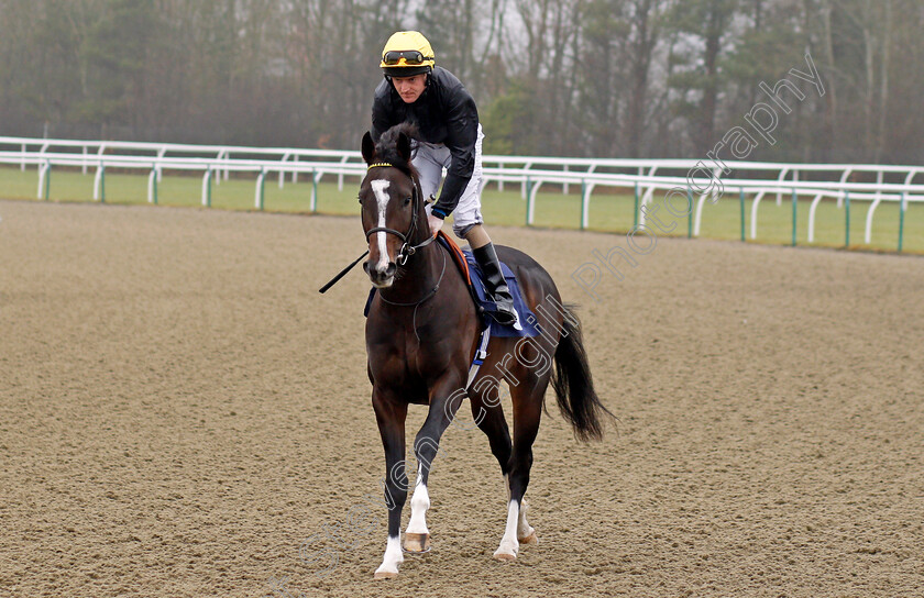 Brigham-Young-0001 
 BRIGHAM YOUNG (Liam Keniry) Lingfield 20 Dec 2017 - Pic Steven Cargill / Racingfotos.com