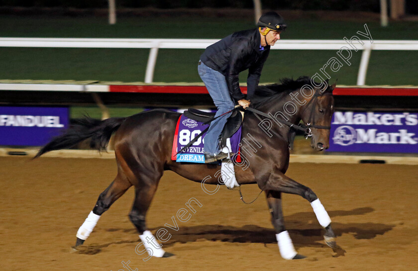 Dream-On-0001 
 DREAM ON training for the Breeders' Cup Juvenile Turf 
Del Mar USA 30 Oct 2024 - Pic Steven Cargill / Racingfotos.com