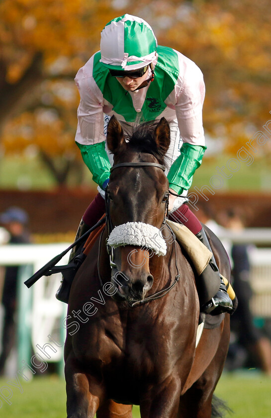 Sceptic-0002 
 SCEPTIC (Rob Hornby)
Newmarket 28 Oct 2022 - Pic Steven Cargill / Racingfotos.com