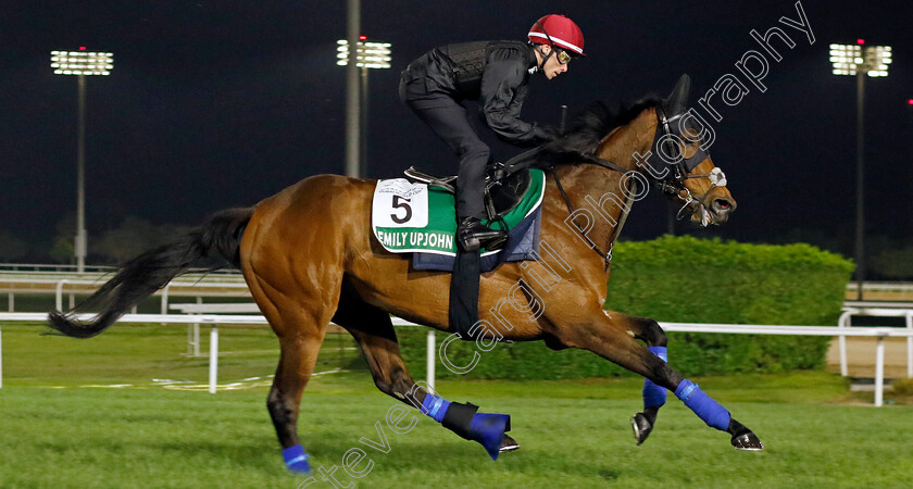 Emily-Upjohn-0003 
 EMILY UPJOHN (Kieran Shoemark) training for The Sheema Classic
Meydan Dubai 28 Mar 2024 - Pic Steven Cargill / Racingfotos.com