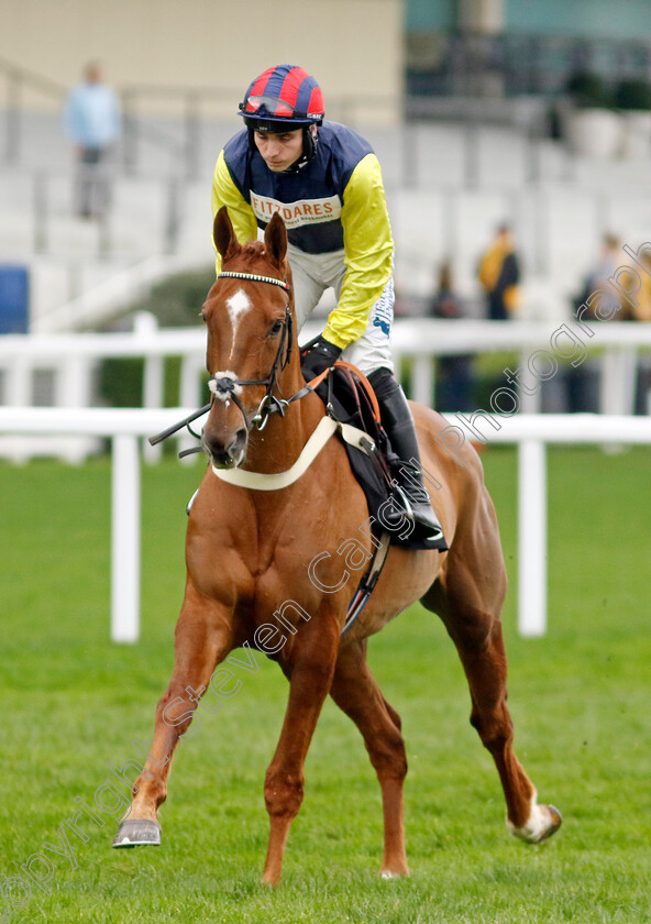 Pic-Roc-0006 
 PIC ROC (Ben Jones) winner of The Ascot Shop Novices Hurdle
Ascot 17 Feb 2024 - Pic Steven Cargill / Racingfotos.com