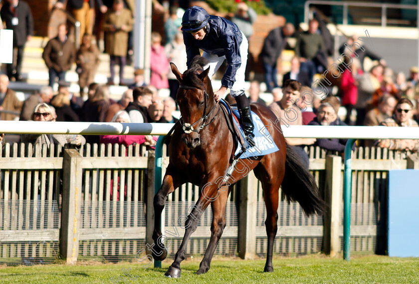 Treasure-Isle-0001 
 TREASURE ISLE (Ryan Moore)
Newmarket 11 Oct 2024 - Pic Steven Cargill / Racingfotos.com