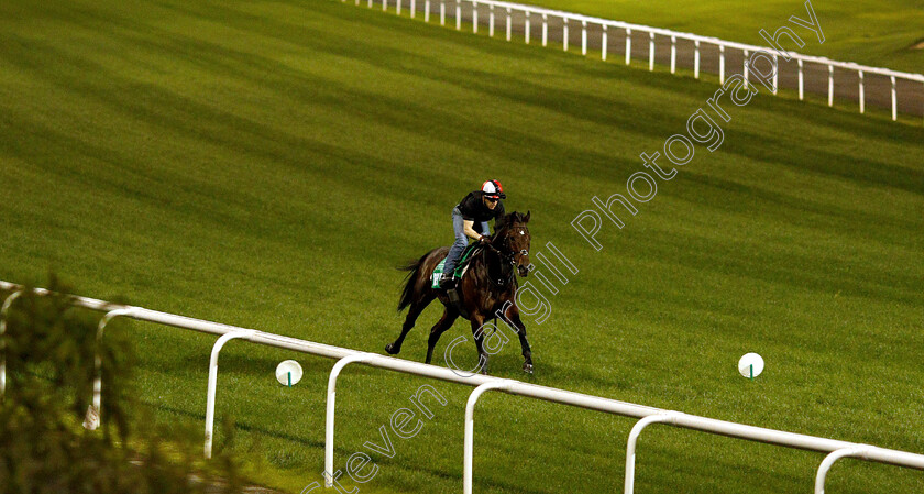 Red-Do-Oro-0002 
 REY DE ORO training for the Dubai Sheema Classic
Meydan 27 Mar 2019 - Pic Steven Cargill / Racingfotos.com