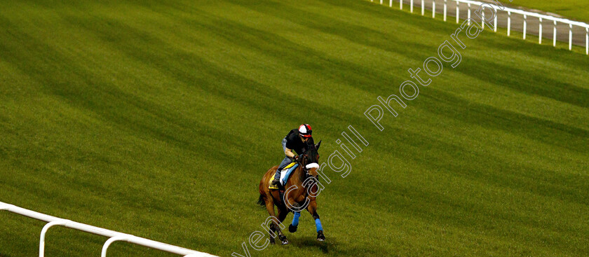 Almond-Eye-0003 
 ALMOND EYE training for the Dubai Turf
Meydan 27 Mar 2019 - Pic Steven Cargill / Racingfotos.com