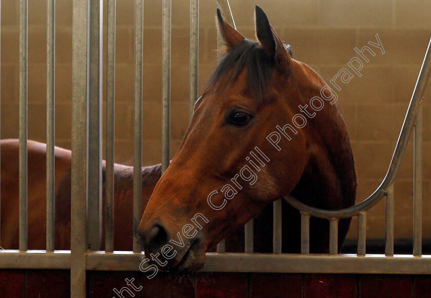 Battaash-0016 
 BATTAASH after exercising on the gallops, Lambourn 23 May 2018 - Pic Steven Cargill / Racingfotos.com