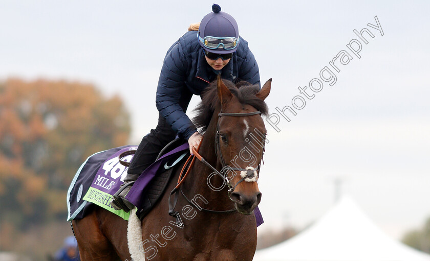 Mustashry-0001 
 MUSTASHRY exercising ahead of The Breeders' Cup Mile
Churchill Downs USA 30 Oct 2018 - Pic Steven Cargill / Racingfotos.com