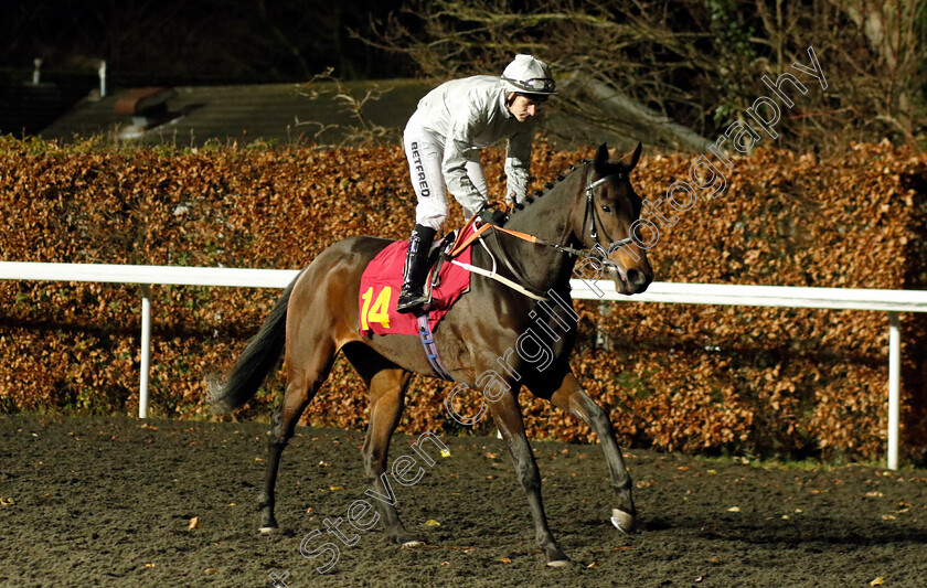 Sense-Of-Charm-0001 
 SENSE OF CHARM (Richard Kingscote)
Kempton 13 Dec 2023 - Pic Steven Cargill / Racingfotos.com