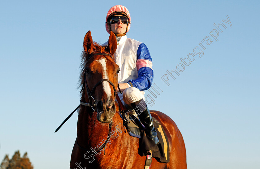 Feigning-Madness-0003 
 FEIGNING MADNESS (Hector Crouch) winner of The British Stallion Studs EBF Future Stayers Novice Stakes
Newmarket 25 Oct 2023 - Pic Steven Cargill / Racingfotos.com