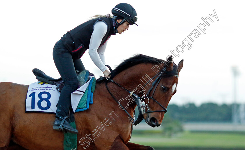 Max-Mayhem-0001 
 MAX MAYHEM training at the Dubai Racing Carnival 
Meydan 2 Jan 2025 - Pic Steven Cargill / Racingfotos.com