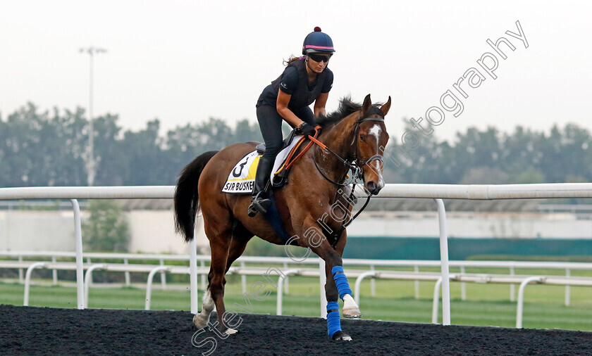 Sir-Busker-0002 
 SIR BUSKER training for the Dubai Turf
Meydan, Dubai, 21 Mar 2023 - Pic Steven Cargill / Racingfotos.com