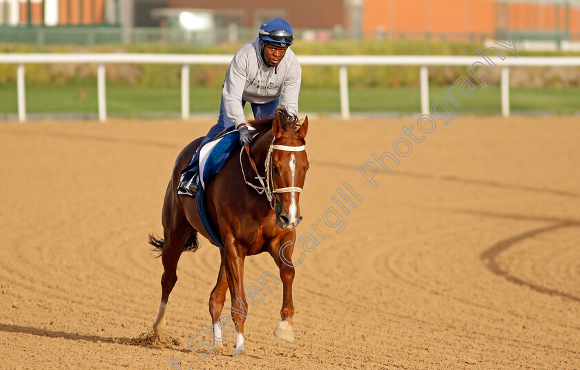 Celtic-Voyager-0001 
 CELTIC VOYAGER exercising for trainer Mike de Kock
Meydan, Dubai, 3 Feb 2022 - Pic Steven Cargill / Racingfotos.com