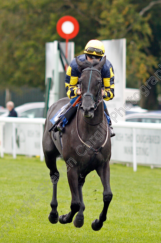 Silver-Steps-0001 
 SILVER STEPS (Daniel Muscutt)
Salisbury 2 Sep 2021 - Pic Steven Cargill / Racingfotos.com