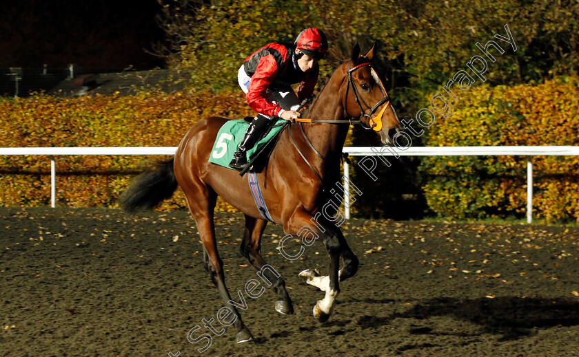 Judgementofsolomon-0001 
 JUDGEMENTOFSOLOMON (Luke Morris)
Kempton 15 Nov 2023 - Pic Steven Cargill / Racingfotos.com