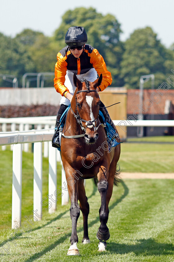 Westernesse-0001 
 WESTERNESSE (Mark Winn)
York 16 Jun 2023 - Pic Steven Cargill / Racingfotos.com