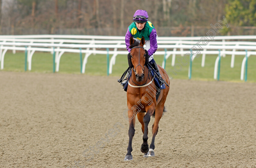 Asense-0001 
 ASENSE (Anna Gibson)
Lingfield 7 Mar 2024 - Pic Steven Cargill / Racingfotos.com