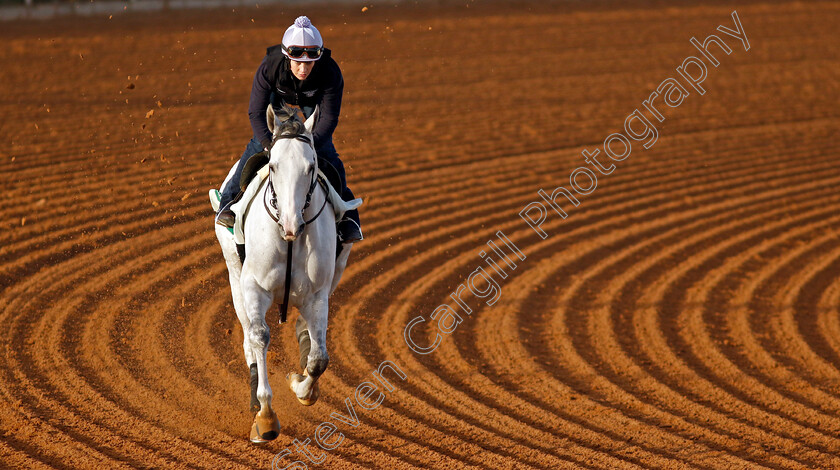 White-Abarrio-0002 
 WHITE ABARRIO training for The Saudi Cup
King Abdulaziz Racecourse, Saudi Arabia 20 Feb 2024 - Pic Steven Cargill / Racingfotos.com